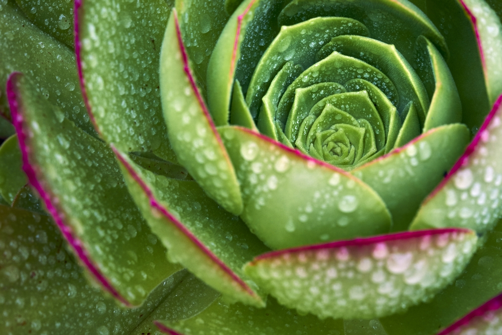 green sacred geometry (Copy)